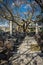 Landscape with giant tree near medieval bridge over river Arahthos in Arta, Greece