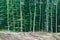 Landscape with glades and orderly rows of trees in a dense forest