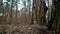 Landscape of gloomy autumn evergreen forest. Low angle slider motion