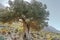 Landscape with gnarled old evergreen olive tree on Greek Kalymnos island