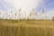 A landscape of golden grass in the pasture farmland, trees in background under white fluffy cloudy and blue sky