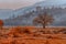 Landscape with golden hued grass land, tree and hills Background