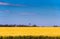 Landscape of the golden wheat field in the Pampa plain