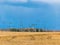 Landscape with goose barn in the field, agricultural fields with fresh stubble after harvesting