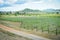 Landscape grape vine growing in the vineyards planting farm agriculture