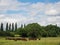 Landscape grass field, blue sky, green environment. Herd of cows