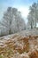 Landscape with grass and trees frosted