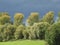 Landscape grassland tall trees blue sky