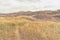 Landscape of the grassy Badlands of Drumheller