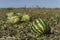 Landscape of a green agro-cultural organic watermelon plantation. Striped watermelons on the field during ripening.