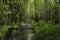 Landscape of green deciduous forest in summer. River in the wild forest