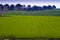 Landscape of the green fields of Kibbutz Kfar Glikson Israel