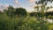 Landscape with green grass, bushes, river and blue sky