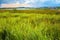 Landscape of green grass field with runway background