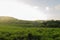 Landscape With Green Guinea Grass Field