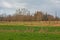 Landscape with Green meadow with acer trees, poplars andpollarded willows in Flanders