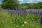 Landscape with a green meadow, with lupins and trees in the high Rhoen, Germany