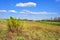 Landscape with green meadow and trees on horizon, yellow flowering genista tinctoria dyerâ€™s greenweed or dyer`s broom