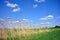 Landscape with green meadow and trees on horizon, yellow reeds, blue cloudy sky