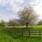 Landscape with green meadow and wooden fence and blooming fruit trees in an orchard