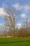 Landscape with Green meadows with acer trees and pollarded willows in Flanders