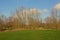 Landscape with Green meadows and pollarded willows in Flanders