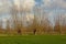 Landscape with Green meadows and pollarded willows in Flanders