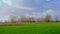 Landscape with green meadows and pollarded willows in Flanders