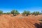 Landscape with green olive trees brown earth and blue sky in Castile Spain