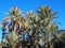 Landscape of green palm trees in oasis in central Morocco in old village of Oulad