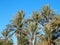 Landscape of green palm trees in oasis in central Morocco in old village of Oulad