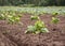 Landscape with green pumpkin seedlings in the field, summer