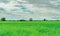 Landscape green rice field. Rice farm in rural. Green rice paddy field. Organic rice farm in Asia. Paddy field. The tropical