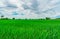 Landscape green rice field. Rice farm in rural. Green rice paddy field. Organic rice farm in Asia. Paddy field. The tropical