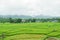 Landscape of green rice with grains field in rainy season with mountain