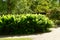 Landscape. Green shady European city park. Resting-place. European park with shady alleys, a trimmed lawn, decorative bushes and