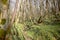 Landscape of green spring forest with carpet of flowers and river.