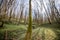 Landscape of green spring forest with carpet of flowers and river.