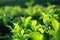 Landscape of green tea plantations. Munnar, Kerala, India