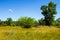 Landscape with green trees, meadow and blue sky