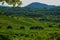 Landscape with green vineyards in Luberon, Privence, France