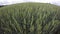 Landscape with green wheat in summer waving in wind, 4K