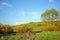 Landscape with green willow meadow and trees on it, blue cloudy sky on horizon