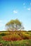 Landscape with green willow meadow and trees on it, blue cloudy sky on horizon