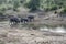 landscape with group of elephants wading pond in shrubland at Kruger park, South Africa