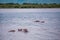 Landscape with a group of hippos on the river Nile