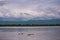 Landscape with a group of hippos on the river Nile