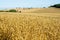 Landscape at harvest time.