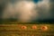 Landscape hayfield with hay rolls, sunrise photography