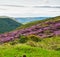 Landscape of heather and rolling hills at the border of England and Scotland